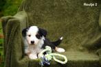 Prachtige Tricolor Border Collie reutjes, Dieren en Toebehoren, Honden | Herdershonden en Veedrijvers, België, CDV (hondenziekte)