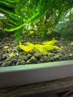 Citroen garnalen, Dieren en Toebehoren, Vissen | Aquariumvissen