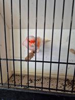 Rood mozaïek, Dieren en Toebehoren, Vogels | Kanaries, Meerdere dieren, Kleurkanarie