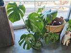 Monstera Deliciosa, Ophalen