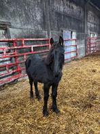 Friese merrie jaarling, Dieren en Toebehoren, Merrie, Niet van toepassing, Dressuurpaard, 0 tot 2 jaar