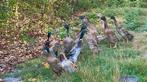 Loopeenden, Meerdere dieren, Eend