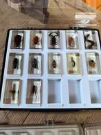 Collection d’insectes et d’arachnides, Enlèvement, Comme neuf