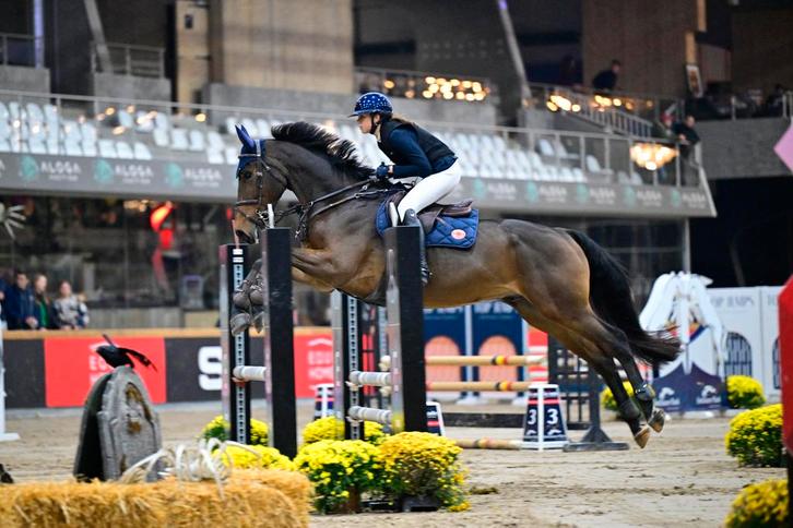 Springpaard/allrounder te koop!, Dieren en Toebehoren, Paarden, Ruin, Z, Springpaard