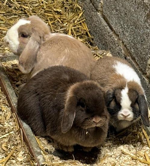 Vakantie opvang voor cavia’s en konijnen, Dieren en Toebehoren, Knaagdieren en Konijnen | Toebehoren, Nieuw, Verzorging, Ophalen of Verzenden