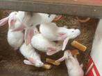 Witte van dendermonden, Dieren en Toebehoren, Konijnen