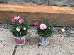 Dianthus, Tuin en Terras, Planten | Tuinplanten, Ophalen