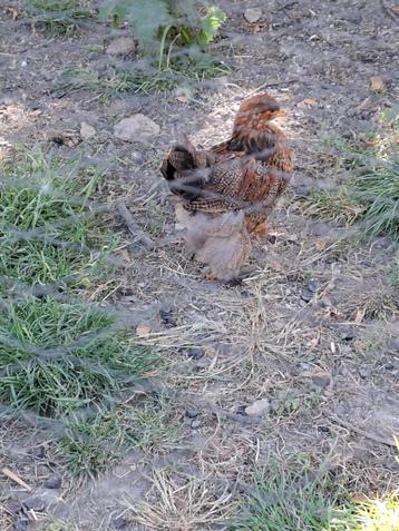 Brahma goudpatrijs haantjes, Mâle, Poule ou poulet