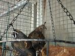 kwartels, Dieren en Toebehoren, Vogels | Hokken en Kooien, Ophalen