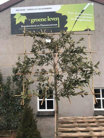 Steeneik leivorm 180 of 200 stam 10-12 cm beschikbaar voor biedingen