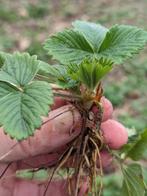 Fraisiers des bois comestibles 3 pour 1 euro, Enlèvement ou Envoi