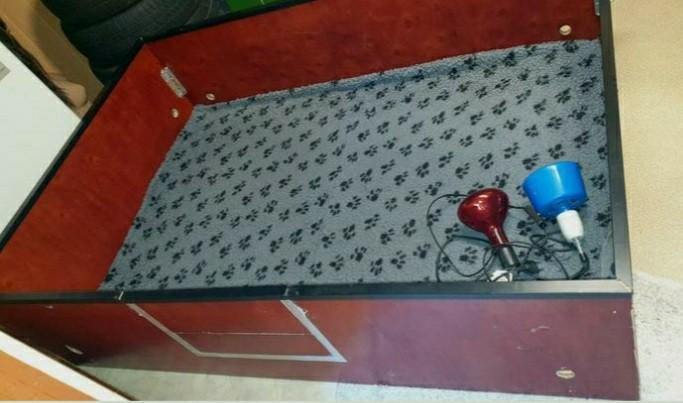 Boîte à lancer, boîte à chiots, Animaux & Accessoires, Maisons pour chiens, Enlèvement