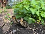 Jonge eendjes, Dieren en Toebehoren, Pluimvee, Eend, Geslacht onbekend