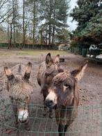 Ezels ( man vrouw veulen), Boeken, Ophalen