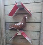 Choco meulemansduiven, Dieren en Toebehoren, Pluimvee, Meerdere dieren, Overige soorten