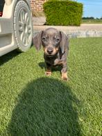 Kortharige teckel pups, België, 8 tot 15 weken, Meerdere, Fokker | Professioneel