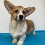 Welsh Corgi pups te koop, Dieren en Toebehoren, Honden | Herdershonden en Veedrijvers, 15 weken tot 1 jaar, Buitenland, CDV (hondenziekte)