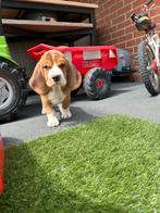 Lieve beagle pups, Dieren en Toebehoren, Honden | Beagles, Bassets en Lopende honden, België, Beagle, 8 tot 15 weken, Meerdere