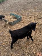 Geiten bokje te koop, Dieren en Toebehoren, Schapen, Geiten en Varkens