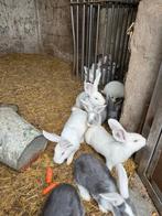 Duitse reuzen, Dieren en Toebehoren