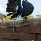 Pigeons à queue de paon