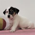 Jack Russell - Belgisch pups te koop, België, Jack Russell Terriër, Handelaar, CDV (hondenziekte)