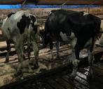 2 zwarte drachtige Holstein vaarzen te koop, Vrouwelijk, 0 tot 2 jaar