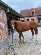 Freiberger - Franches Montagnes, Dieren en Toebehoren, Paarden, Ruin, Recreatiepaard, Gechipt, 0 tot 2 jaar
