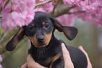 Teckel pups mini bij ons geboren 🌸🐾, CDV (hondenziekte), Meerdere, Langhaar, 8 tot 15 weken