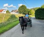 A-pony ruin, Dieren en Toebehoren, Gechipt, B, Ruin, A pony (tot 1.17m)