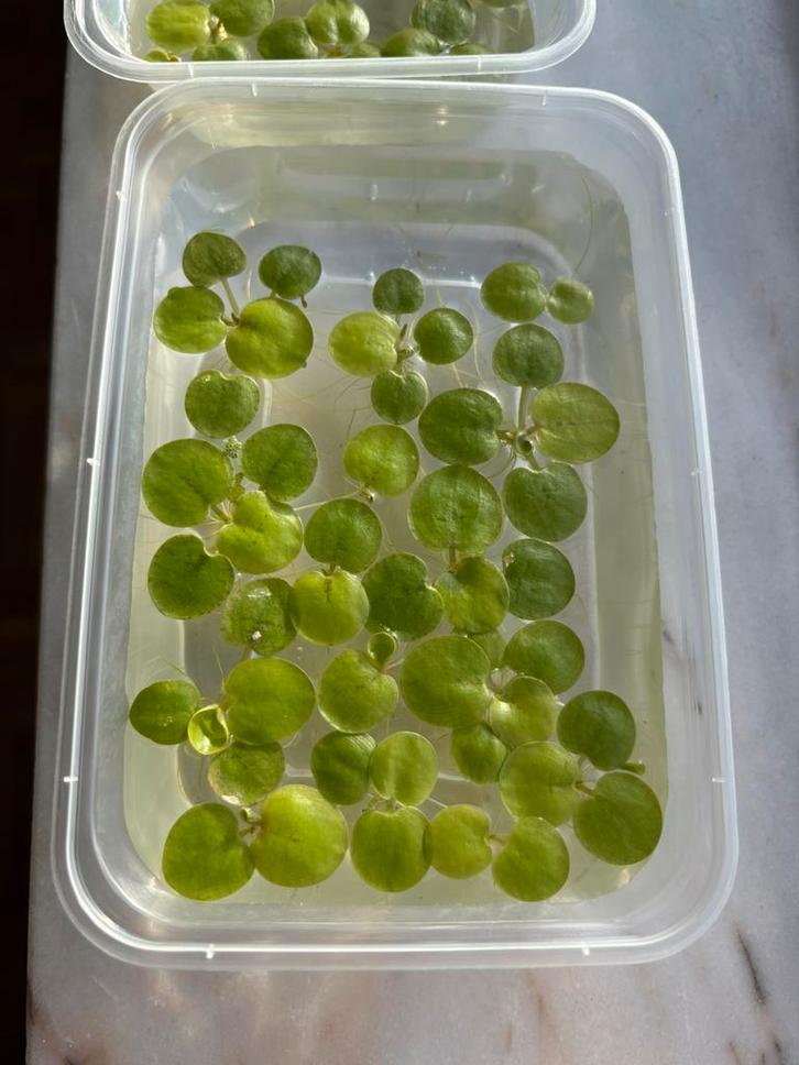 Limnobium laevigatum - Kikkerbeet - Frogbit, Dieren en Toebehoren, Vissen | Aquaria en Toebehoren, Nieuw, Plant(en), Steen of Hout