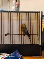 Grasparkiet poppen, Dieren en Toebehoren, Vogels | Parkieten en Papegaaien