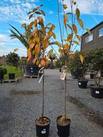 Kakiboom 'Tipo' - 'Sharon 'Mela - Pomme, Tuin en Terras, Ophalen