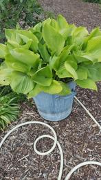 Reuze hosta + kuip, Ophalen