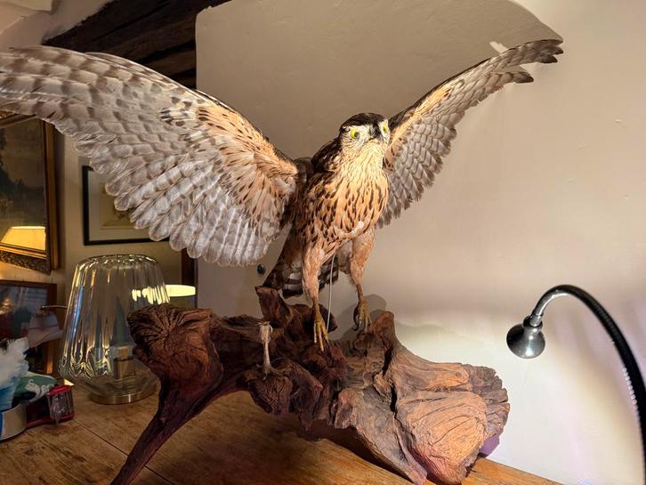 Superbe Buse empaillé - pièce de taxidermie, Antiek en Kunst, Kunst | Designobjecten, Ophalen