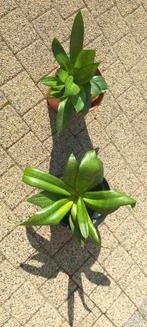 Sanseveria mini luchtzuiveraar, Huis en Inrichting, Kamerplanten, Groene kamerplant, Ophalen of Verzenden, Halfschaduw, Minder dan 100 cm