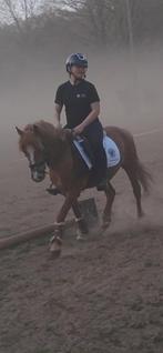 knappe B pony, B, Springpony, 7 tot 10 jaar, B pony (1.17m tot 1.27m)