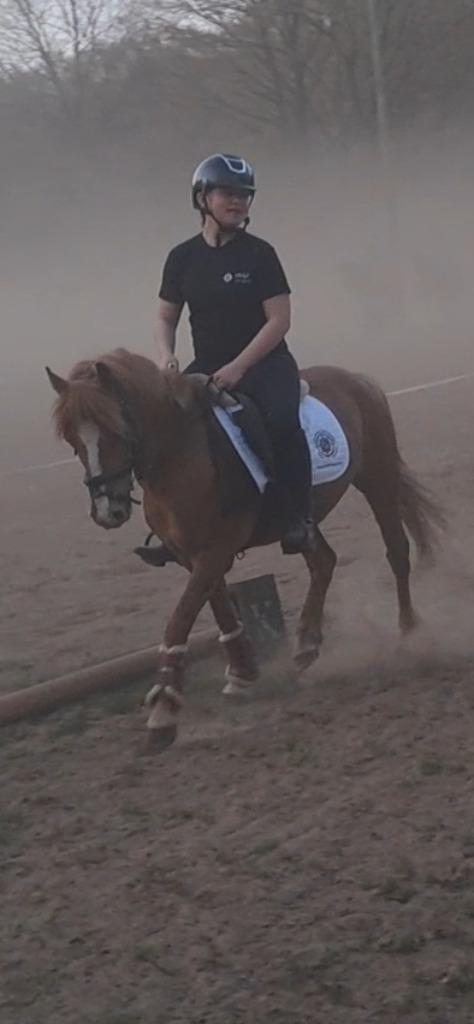 knappe B pony, Dieren en Toebehoren, Pony's, Merrie, B, B pony (1.17m tot 1.27m), Springpony, 7 tot 10 jaar, Gechipt, Ontwormd