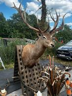 Opgezette zeer groot hertenkop 180 cm 140 cm 140 cm, Antiek en Kunst, Ophalen of Verzenden