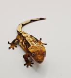 Wimpergekko vrouw, Dieren en Toebehoren, Reptielen en Amfibieën, Hagedis, Tam, 0 tot 2 jaar