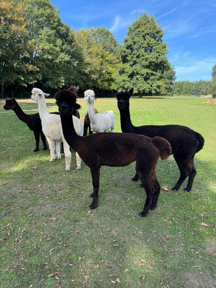 Groepje van 5 alpaca merries zoeken nieuwe thuis!, Dieren en Toebehoren, Overige Dieren, Vrouwelijk, Januari