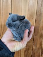 Super mooie Nederlandse dwerg hangoortjes, Dieren en Toebehoren