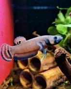 Macrostome de betta sauvage, Poisson, Poisson d'eau douce