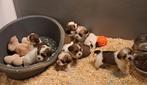 Boomer pups, Petit, Plusieurs, Parvovirose, Belgique