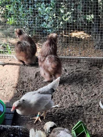 gratis 2 haantjes usa zijdehoen, Mâle, Poule ou poulet