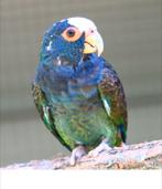 GEZOCHT Pionus Senilis man, Dieren en Toebehoren, Mannelijk, Papegaai, Geringd
