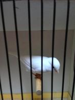Kanaries wit, Dieren en Toebehoren, Vogels | Kanaries, Vrouwelijk, Kleurkanarie