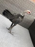 Modern engelse vechtkriel Berkenkleur, Dieren en Toebehoren, Pluimvee, Mannelijk, Kip