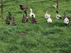 Wilde eendjes van dit jaar klaar voor vertrek, Dieren en Toebehoren, Meerdere dieren, Eend