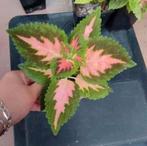 Siernetel Coleus 2,5€, Huis en Inrichting, Kamerplanten, Ophalen of Verzenden